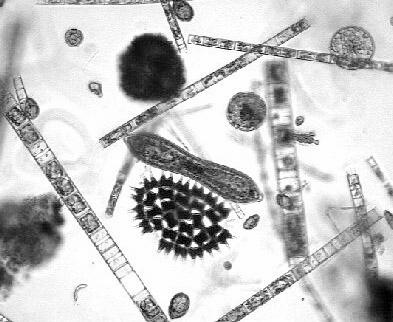 File:Pühajärve fütoplankton valdavalt ränivetikad.jpg